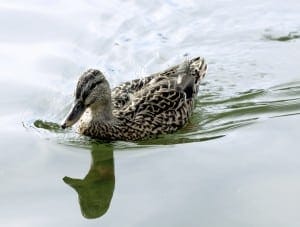 DSC_2196-edit-2-compressed_small-1