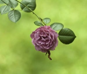 DSC_9610-Edit-compressed-no-watermark_small