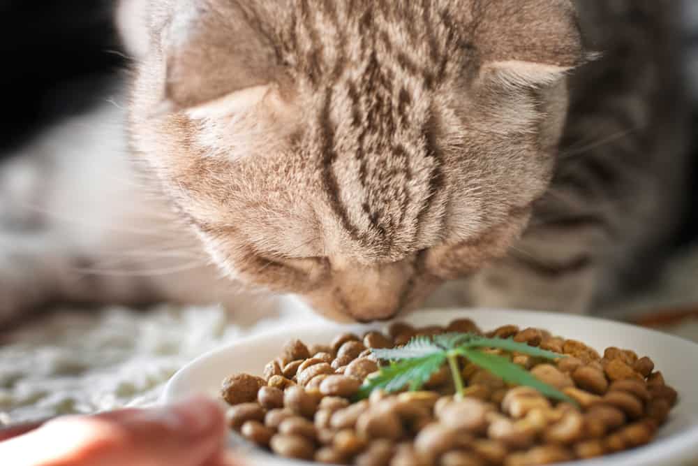 CBD Hemp Food Delicacy for Dogs and Cats in dishes with the green leaf of hemp close up - CBD cannabis treats and medical marijuana for pets concept