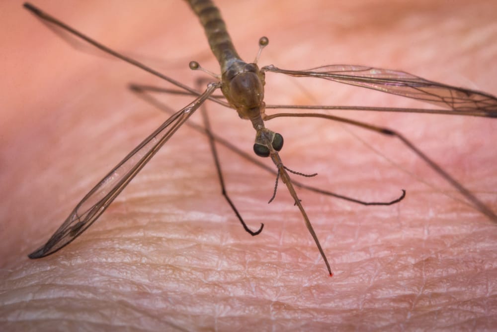 Close up macro disgusting mosquito biting human skin